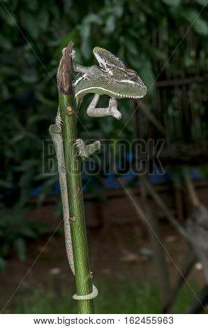 Veiled Chameleon on plant against green background