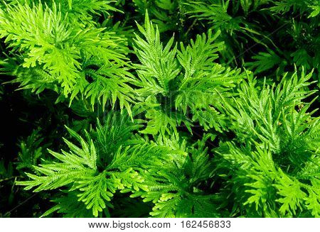 Freshness green leaf of Selaginella involvens fern