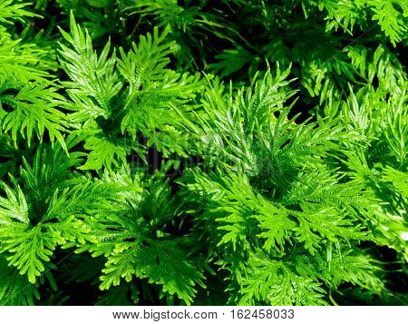 Freshness green leaf of Selaginella involvens fern