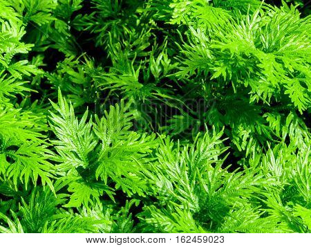 Freshness green leaf of Selaginella involvens fern