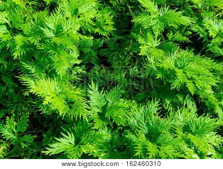 Freshness green leaf of Selaginella involvens fern
