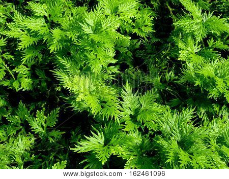 Freshness green leaf of Selaginella involvens fern