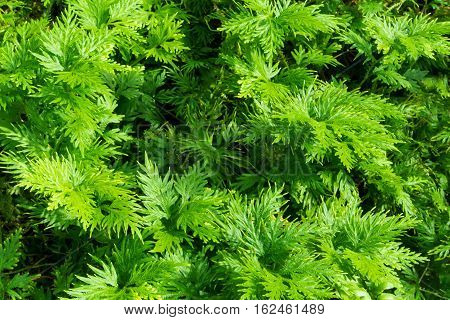Freshness green leaf of Selaginella involvens fern
