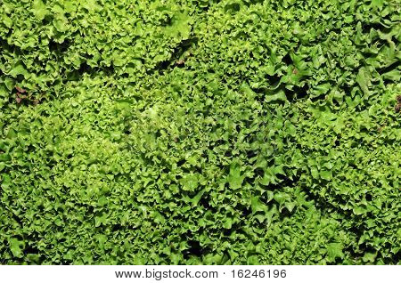 escarole endives 판매 준비가 더미