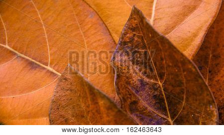 Dry leafs with different combination tree leafs