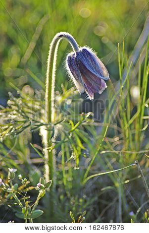 Pasqueflower. Beautiful spring flowers on green grass