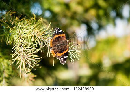 perfection wildlife Butterfly on a Christmas tree