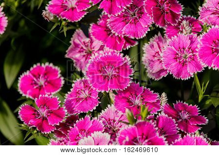 Pink Dianthus flower (Dianthus chinensis) in garden.