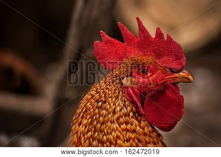 The serious cock's portrait and his look