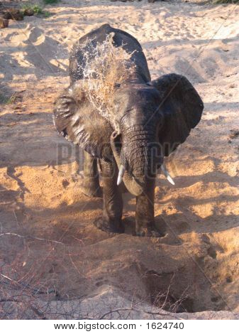 Su ve onun Trunck kum püskürtme Elefant
