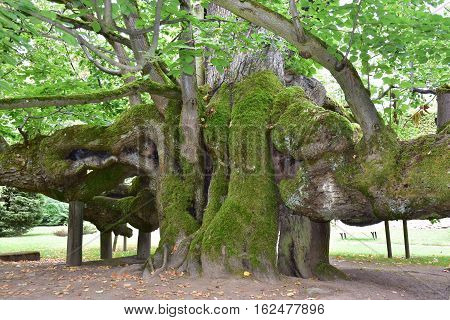 lime tree-memorable tree in Kamenica ned Lipou,Czech