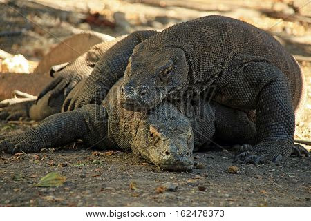 Mating Komodo Dragons (Varanus Komodoensis). Rinca Komodo National Park Indonesia