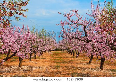 tam Bloom çiçek açması badem ağaçlarının bir alanı