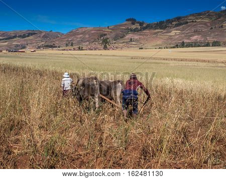 People With Oxen