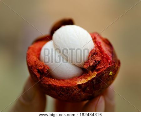 Photo macro fruit delicious sweet organic mangosteen