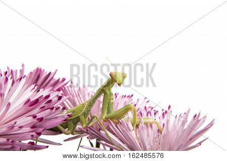 mantis on a flower on a white background