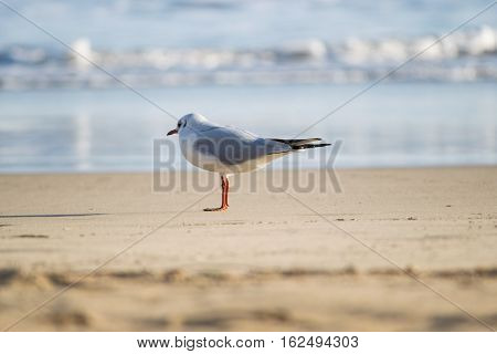 Seagull standing on sand beach in front of the Mediterranean sea