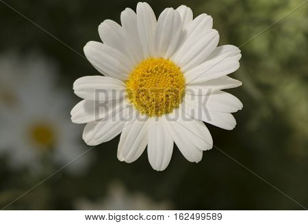Tanacetum cinerariifolium also known as Pyrethrum of Commerce or Dalmatian Pyrethrum. Very shallow focus on the main flower only leaving the background with a soft bokeh.