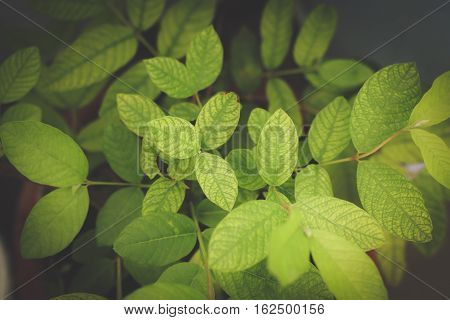 Green Leaves And Branches On Dark Background