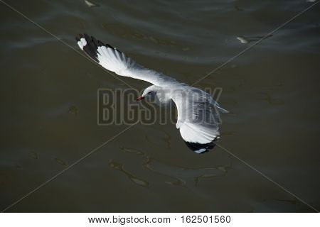 Seagull soaring above the surface of water in Bang Pu Thailand.