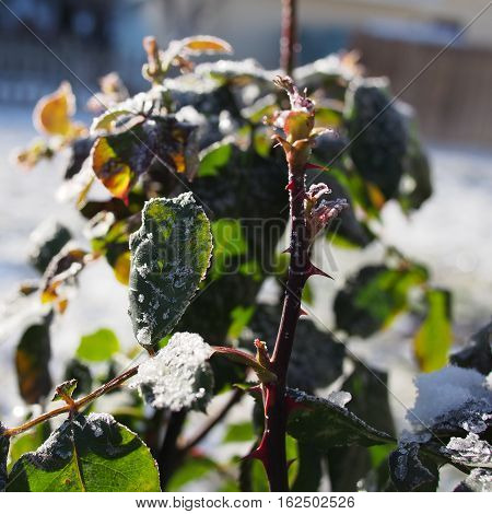 Intricate ice crystals on the leaves and stems of a rose bush on a winter day in Prineville in Central Oregon.
