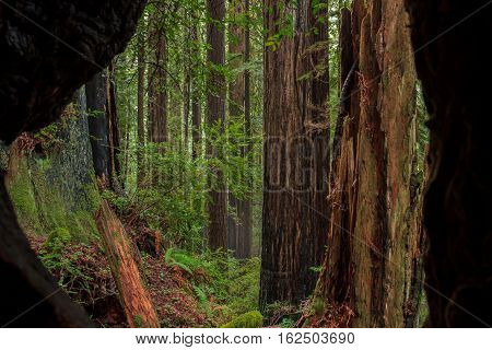 Coast redwood (Sequoia sempervirens) forest from the inside of burned tree. These evergreen conifers are the tallest on earth and grow in coastal Oregon and California.