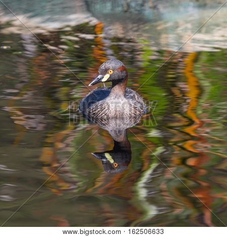 An Australasian Grebe, Tachybaptus novaehollandiae, swimming in a pond in Western Australia.