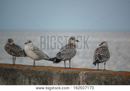 Birds on the wall as a group