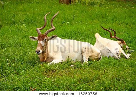 Addax antilope