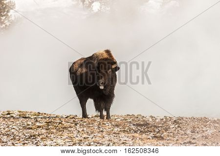 Rude American Bison (Bison bison) or buffalo standing in front of a background of steam from various hot springs is sticking its tongue out at a photographer in Yellowstone National Park
