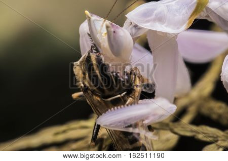pink orchid mantis benign small cute lunch