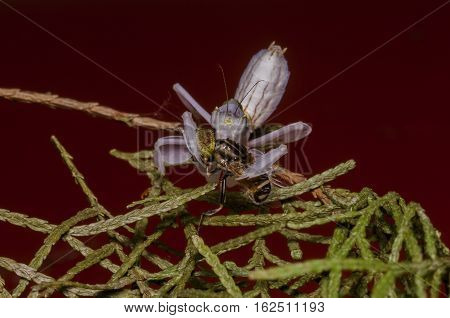 pink orchid mantis benign small and lunch