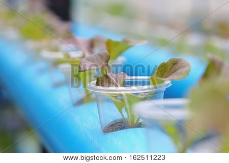 Young of hydroponics vegetable cultivation farm in Thailand.