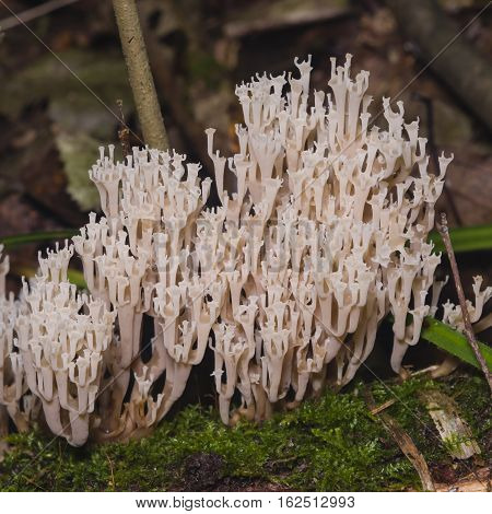 Fungus ramaria poisonous mushroom macro selective focus shallow DOF