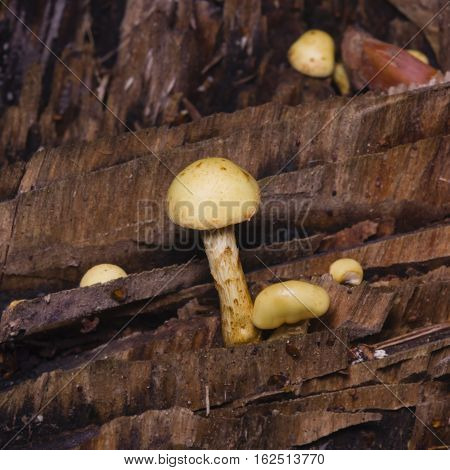 Sulphur Tuft Hypholoma fasciculare growing on old wood macro selective focus shallow DOF
