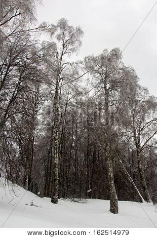 birch trees in a snowy forest, beautiful winter landscape, snow