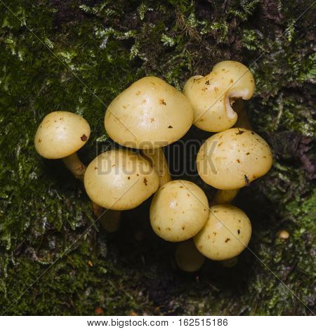 Sulphur Tuft Hypholoma fasciculare growing on old wood macro selective focus shallow DOF