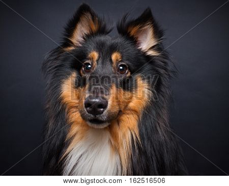 A portrait of a cute young purebred male shetland sheepdog against dark background.