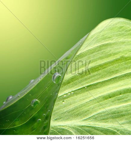 zöld levél háttér víz csepp