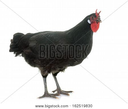 la Fleche chicken in front of white background
