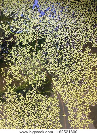 Azolla floating on the water surface,Mosquito ferns ,water ferns