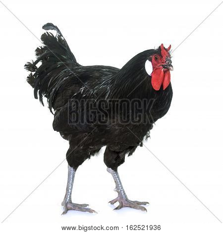 la Fleche chicken in front of white background