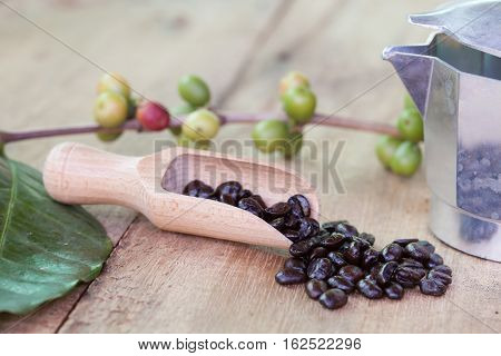 Fresh coffee beans on wood with a moga pot