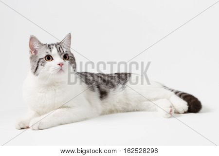 Scottish Straight cat bi-color, spotted, lying against white background, 6 months old.