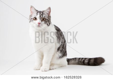 Scottish Straight cat bi-color, spotted, sitting against white background, 6 months old.