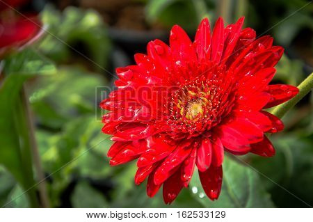 Flowers and red gerberas flowers background natureThe stunning natural beauty