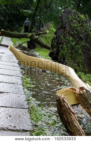 Tornado in the city of Minsk, Republic of Belarus 13.07.2016, consequences of natural disaster of destruction of inhabited constructions more than 100 trees are also tumbled down