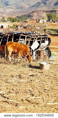 In Lesotho     Street Village