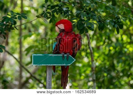 Empty pointer with parrot for any kind of exotic destination
