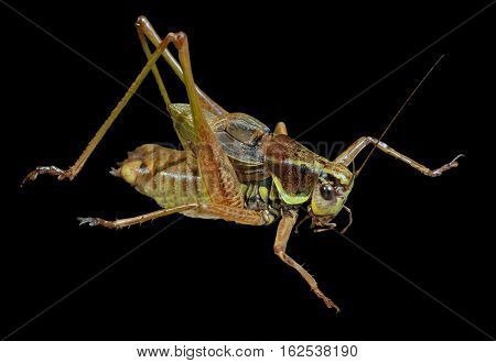 A close up of the grasshopper (Locust). Isolated on black.